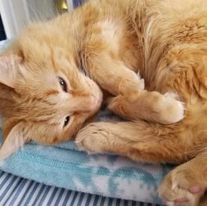 Meet your Posher, Lori